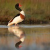 Husice lisci - Tadorna tadorna - Common Shelduck 6179